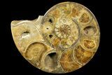 Honey-Orange Ammonite (Argonauticeras) - Befandriana, Madagascar #168517-1
